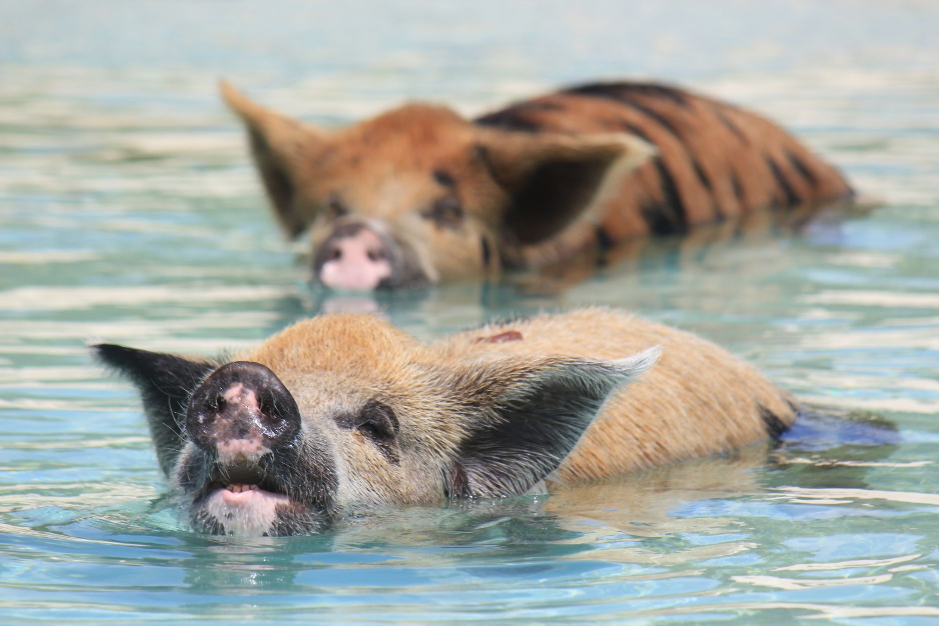 Nassau Swimming Pigs of Rose Island Water Taxi